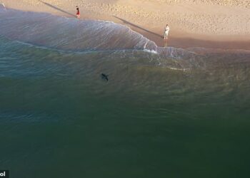 Peshkaqeni “patrullon” në breg