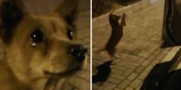 Të përgjërohesh për ushqim: Video prekëse, qeni “përlotet” teksa dikush i jep për të ngrënë