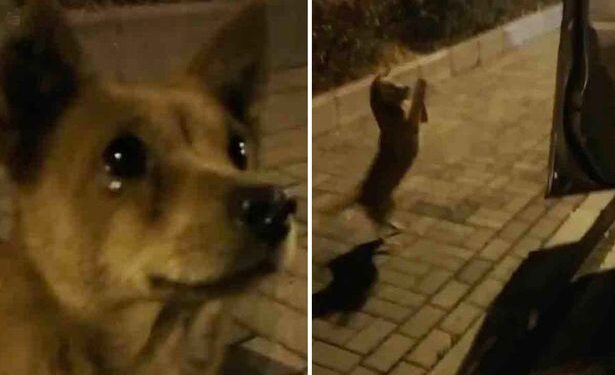 Të përgjërohesh për ushqim: Video prekëse, qeni “përlotet” teksa dikush i jep për të ngrënë