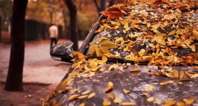 Çfarë i bëjnë gjethet makinës, nëse e lini gjithë ditën me to