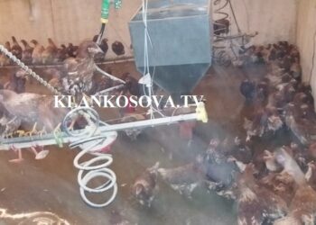 Përmbytet ferma e pulave në Arllat