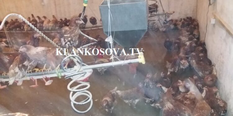 Përmbytet ferma e pulave në Arllat