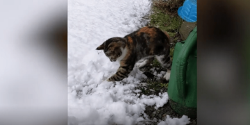 Si reagojnë kafshët ndaj reshjeve të borës