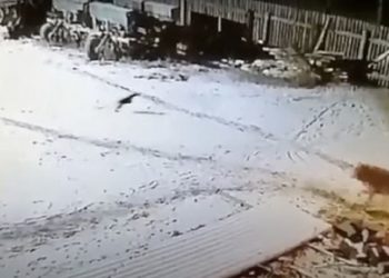 Fermeri mbyt me duart e tij ujkun i cili ia vrau dy qen dhe sulmoi bagëtinë