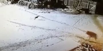 Fermeri mbyt me duart e tij ujkun i cili ia vrau dy qen dhe sulmoi bagëtinë