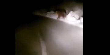 Ariu rishfaqet në Prizren, publikohet video