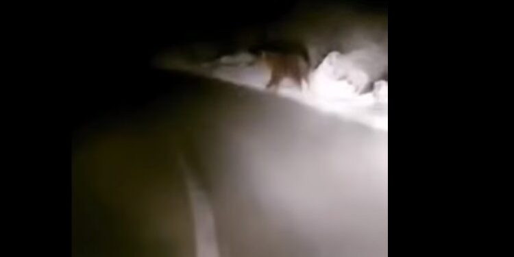 Ariu rishfaqet në Prizren, publikohet video