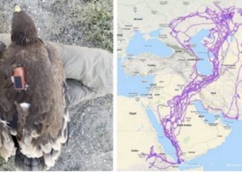 Harta e pabesueshme që tregon rrugët e fluturimit të shqiponjave gjatë një viti