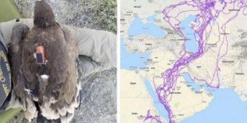 Harta e pabesueshme që tregon rrugët e fluturimit të shqiponjave gjatë një viti