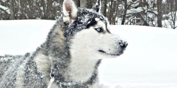 Historia e dhimbshme e qenit që jetoi për 12 vjet në Brezovicë