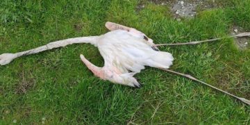 Gjuetarët e paligjshëm vrasin edhe shpendët