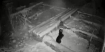 Ujku mbyt qenin në oborrin e shtëpisë, e shqyen nga zinxhirët dhe e tërhjek zvarrë në pyll