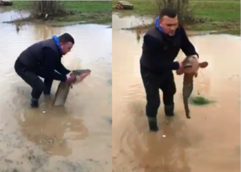 Vërshimet në Gjilan, qytetari gjen një peshk të madh në oborr