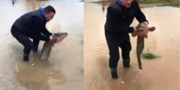 Vërshimet në Gjilan, qytetari gjen një peshk të madh në oborr