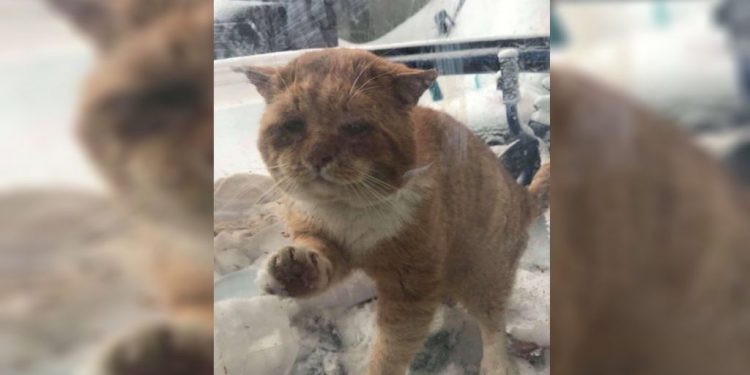 Macja e ngrirë nga të ftohtit, i troket në derë gruas që ta fusë brenda