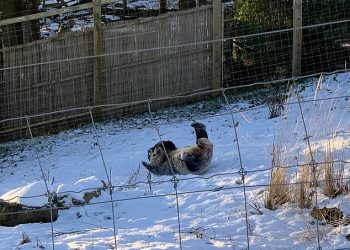 Moment i lezetshëm: Panda e kopshtit zoologjik luan jashtë në dëborë