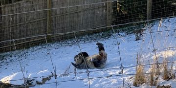 Moment i lezetshëm: Panda e kopshtit zoologjik luan jashtë në dëborë