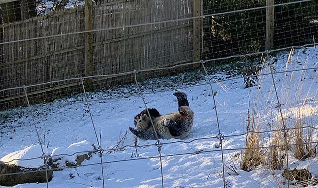 Moment i lezetshëm: Panda e kopshtit zoologjik luan jashtë në dëborë