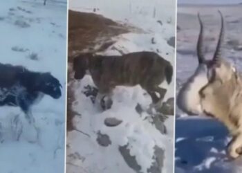 I ftohti ekstrem i ngrin kafshët në Kazakistan