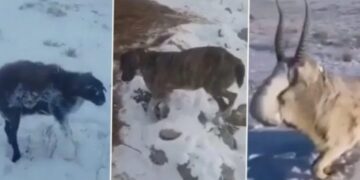 I ftohti ekstrem i ngrin kafshët në Kazakistan