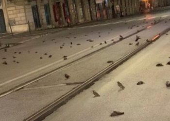 Misteri i qindra zogjve që u gjetën të ngordhur rrugëve të Romës