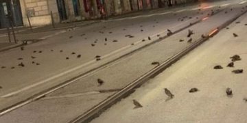 Misteri i qindra zogjve që u gjetën të ngordhur rrugëve të Romës