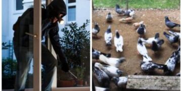 Hajnat i vjedhin mitrovicasit pëllumba në vlerë mbi 20 mijë euro