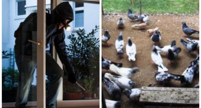 Hajnat i vjedhin mitrovicasit pëllumba në vlerë mbi 20 mijë euro