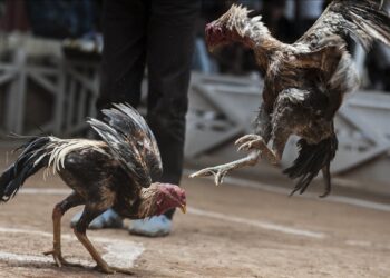 Një person në Turqi gjobitet me 14 mijë dollarë për organizimin e luftimit mes gjelave