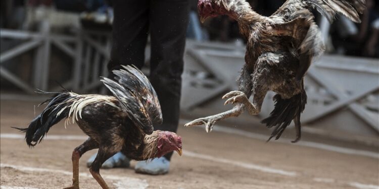 Një person në Turqi gjobitet me 14 mijë dollarë për organizimin e luftimit mes gjelave