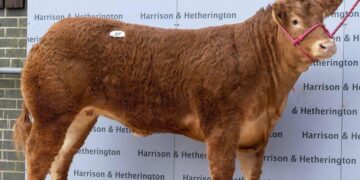 Lopa shitet për rreth 300 mijë euro, pronari: Ajo është e zgjuar dhe ka plot stil