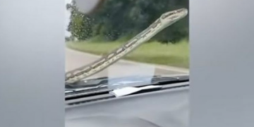 Reagimi i shoferit kur një gjarpër “u shtri” në xhamin e përparmë, ndërsa ai po voziste makinën e tij