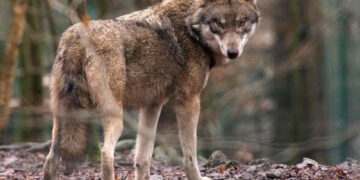 Në Zvicër kërkohen vullnetarë për të trembur ujqërit natën