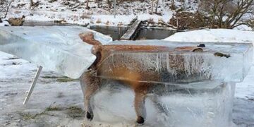 Skena prekëse: Ngrijnë kafshët në Amerikë