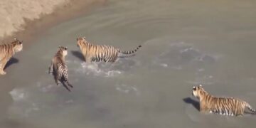 Një shotë kundër katër tigrave siberianë – pamjet që tregojnë se “mençuria është mbi forcën”