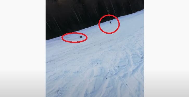 Ariu i vërsulet skiatorit, mezi arrin të shpëtojë