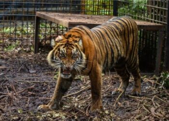 Tigrat arratisen nga kopshti zoologjik, izolohet një qytet i tërë