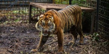 Tigrat arratisen nga kopshti zoologjik, izolohet një qytet i tërë