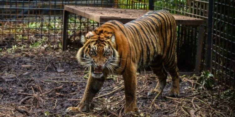 Tigrat arratisen nga kopshti zoologjik, izolohet një qytet i tërë