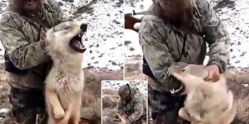 Gjuetari kap me duar ujkun e lënduar