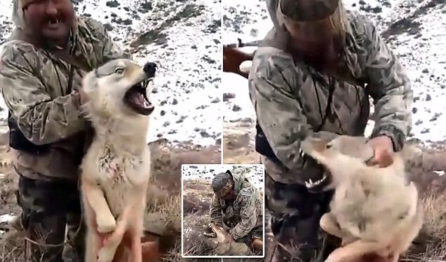 Gjuetari kap me duar ujkun e lënduar