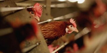 A ka ndonjë rast me gripin e shpezëve në Kosovë