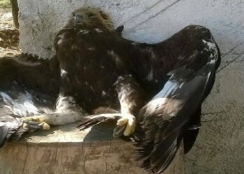 Simboli kombëtar shqiptar qëllohet me armë zjarri, dyshohet se do të shitej për t’u balsamosur