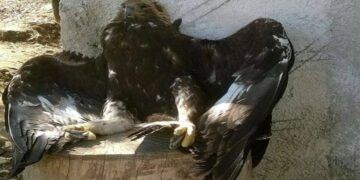 Simboli kombëtar shqiptar qëllohet me armë zjarri, dyshohet se do të shitej për t’u balsamosur