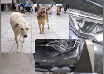 Qentë endacakë shkatërrojnë edhe një veturë në Prishtinë, pronari thotë se vlera e dëmit është 1 mijë euro