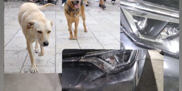 Qentë endacakë shkatërrojnë edhe një veturë në Prishtinë, pronari thotë se vlera e dëmit është 1 mijë euro