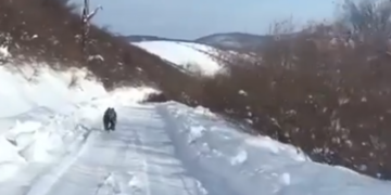 Shfaqet sërish një arushë në Dragash – qytetari publikon pamjet