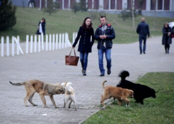 Udhëzimi i ri administrativ: Ata që i braktisin kafshët në Kosovë do të dënohen