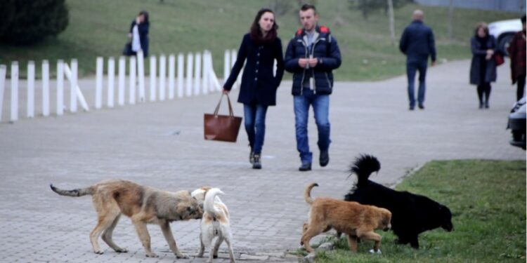 Udhëzimi i ri administrativ: Ata që i braktisin kafshët në Kosovë do të dënohen