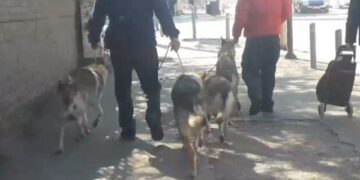 Katër ujq “shëtitën” në qendër të Prishtinës